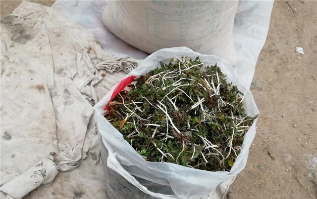  爷爷：农村变成了垃圾菜叶，给农民爷爷发了小金，镇上卖了15元