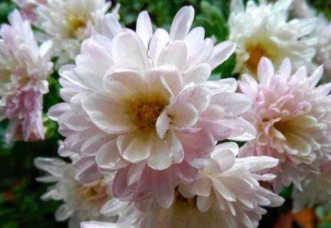 「名流千秋」5款艳丽的菊花,全年开花不断,花姿卓越,开花勤还爱爆盆,超美