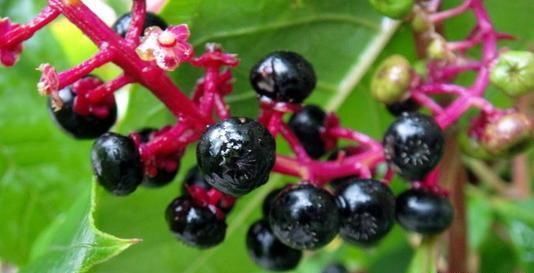  「指甲油」农村这种山萝卜，果子是天然指甲油，嫩叶可食用，价