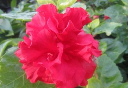  『系列』喜欢菊花，就养盆“盘龙系列菊花”盘龙梦娇，龙飞凤舞，灵动飘逸
