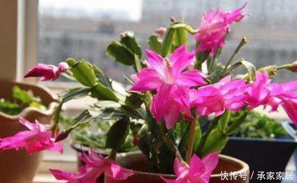 当心|6月开始,这“3种花”浇水要当心,尤其最后一种要管住手