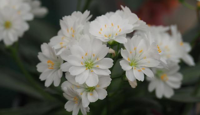 『妖娆』喜欢在家中养护花卉,就选5种花卉,花色艳丽、花期长,妖娆优雅