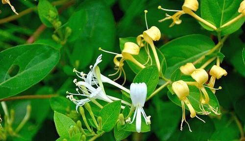  「碧绿」喜欢菊花，首选“五大名菊”绿牡丹，花开碧绿如玉，光彩夺目