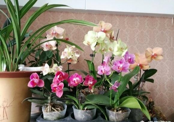 复生性@蝴蝶兰到底怎样浇水?很多人弄反了,养养就死了