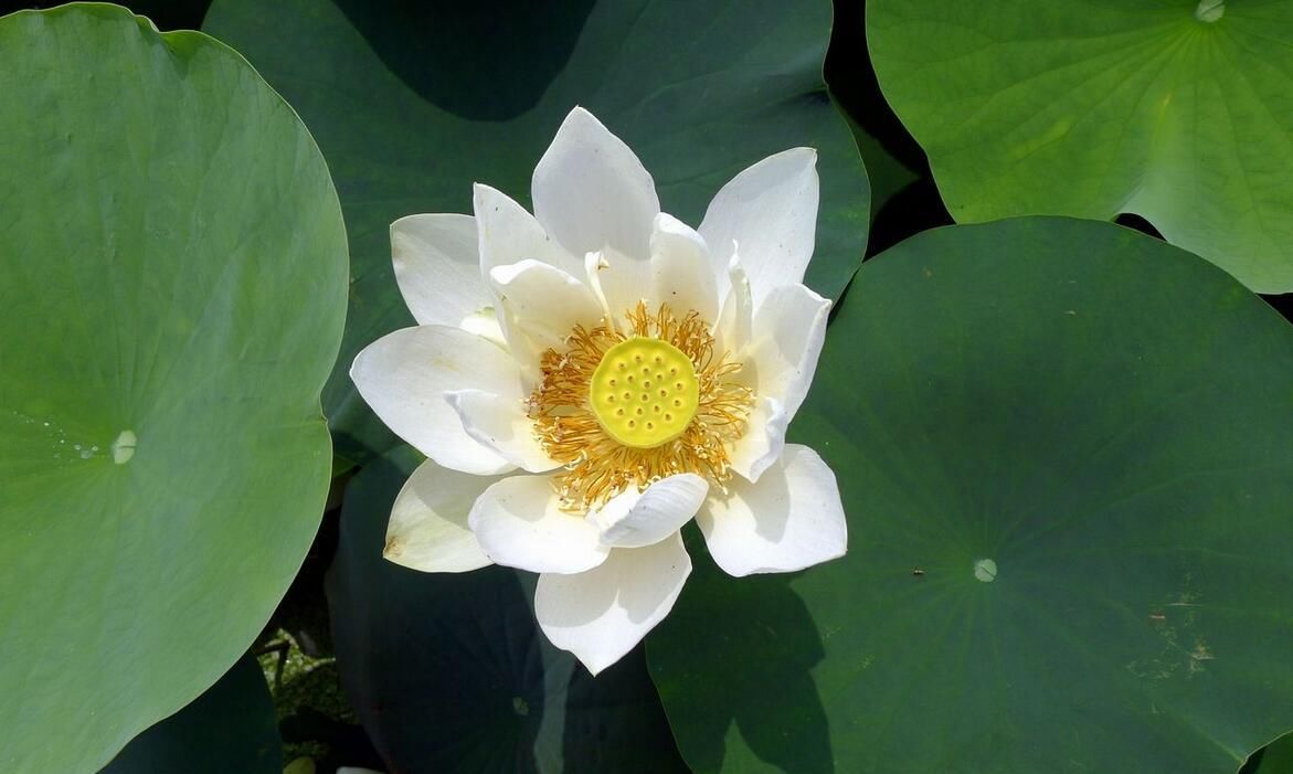  环境治理：华北明珠白洋淀的春天，经过几年环境治理，天蓝水清人幸福