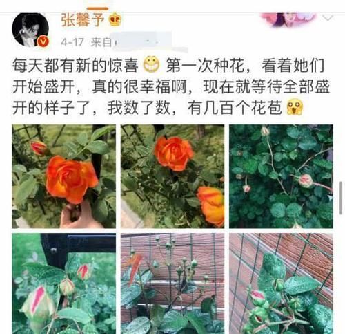  【作品】张馨予秀个人花艺作品，意外曝光花园内景，湖中花园让人羡慕