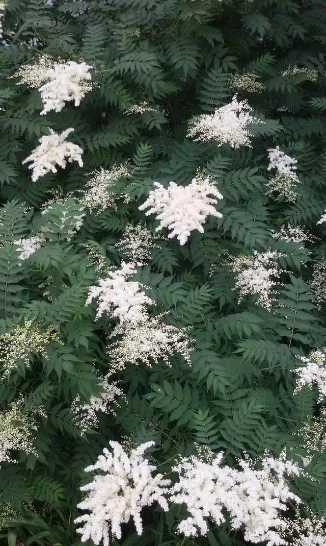  #珍珠梅#繁殖花蕾强壮、花瓣肥大的珍珠梅，这才是正确的选择