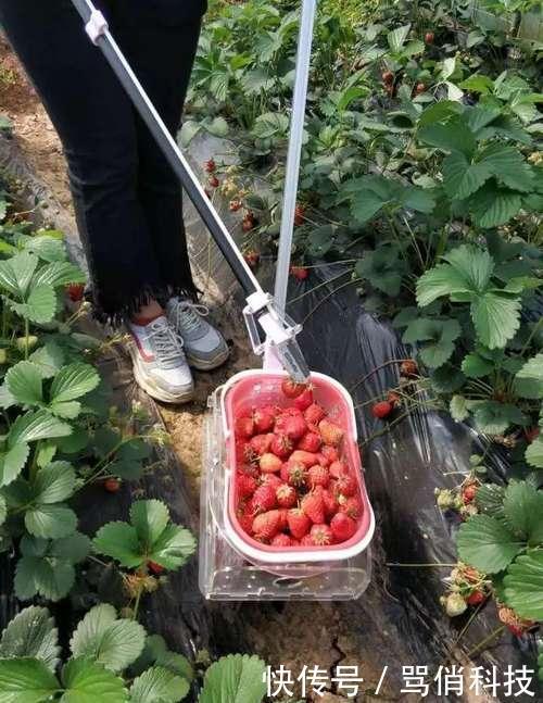  草莓：太有才南充5名大学生发明“神器”，央视用50分钟介绍