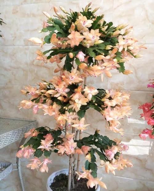  『开完』3种花开完剪一剪，20天又冒花芽，开完一茬又一茬！