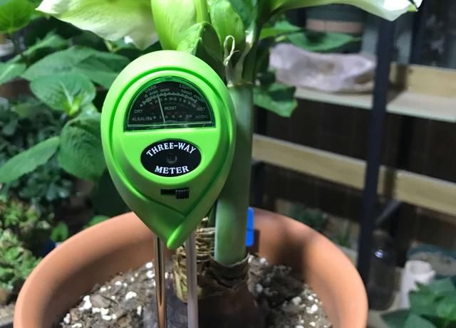  【盆土完全干】啥花都养不好？1种情况“最有可能”：好花都是浇死的！