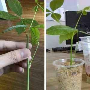 #合适#3种树太贵，在邻居家剪根枝条，16天生根，不花1分钱，长好几盆