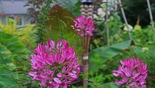  『生长良好』一些特别喜欢生长在阴凉处的开花植物，树荫下和背阴的阳台都能种