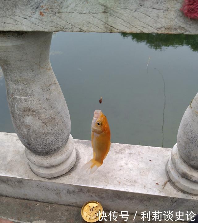  #把它放生#海淀区昆玉河，鲫鱼开口，送你钓小鱼攻略