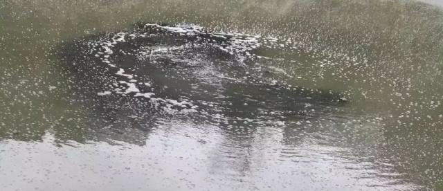 水库养花白鲢，是净化水还是污染水？