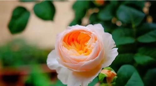  『寿命长』月季花寿命长，易栽种，月季花养护要注意什么？