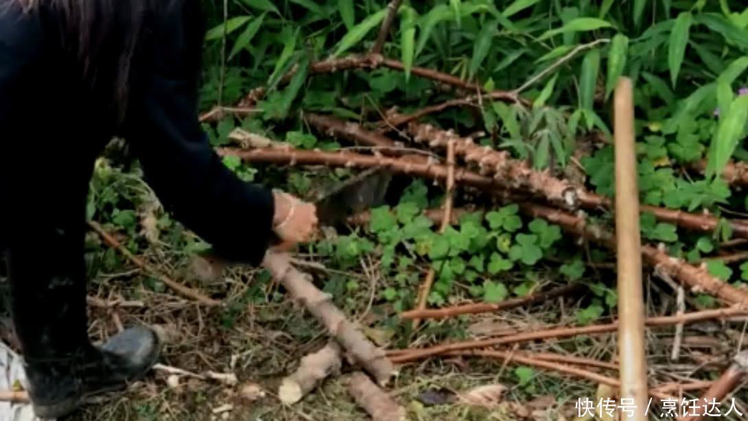  侵权请告知删除|农村妹子种植南方特产“木薯”，一亩产量几千斤