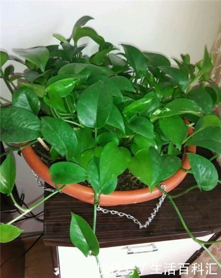  [养花]家庭养花如何浇水？注意3个“细节”，根系壮，开花多，植株旺