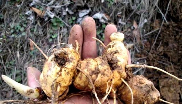  [黄精]大山里的宝，长得像生姜，市场价50块钱1斤，你们村还有吗？