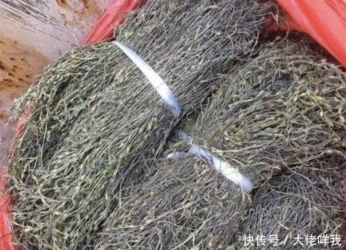 有人|个头小的“1种草”,少有人见到,殊不知是“药材”,上百1斤