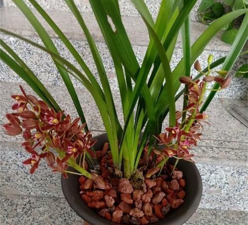  「丝瓜圈」兰花易根腐，盆底垫层“圈”，根系长得壮，叶片挺拔、容易开花