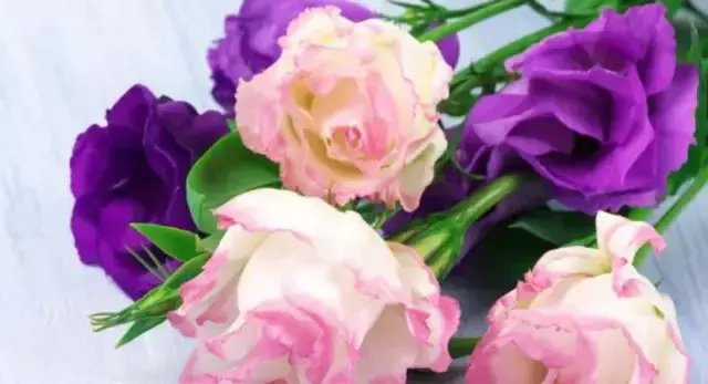  『美出』4种“女神花”，名字好听，花更美，高端大气上档次，美出新天地