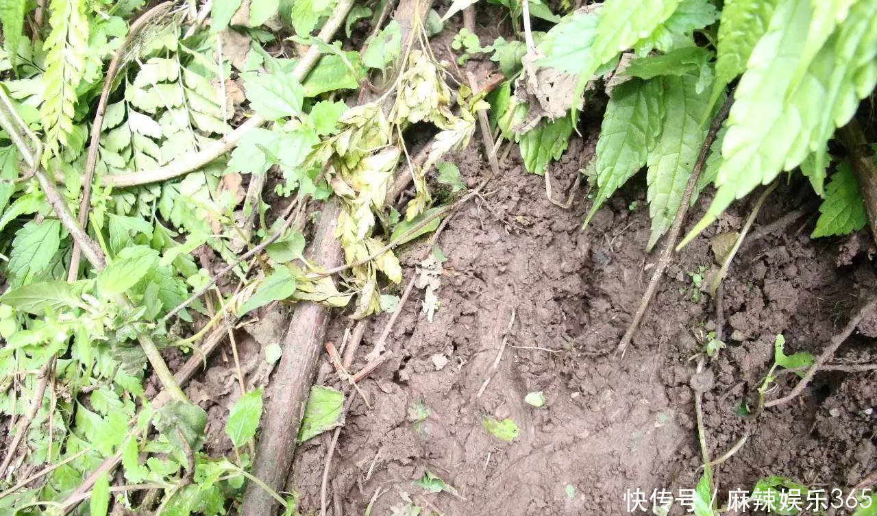 四川宜宾惊现100公斤的狗熊！吞了4只羊，现场还有羊胎盘！