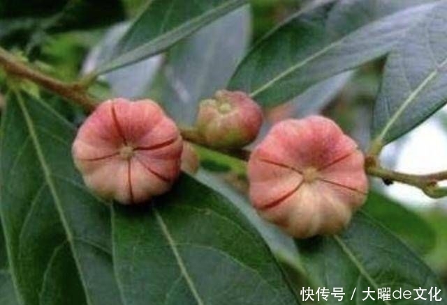  果子@“1种果子”常被忽视，人称“算盘子”，如今1斤“10元”不好买！
