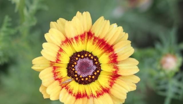  「生长旺季」花环菊怎么养?花环菊的种植和养护方法介绍