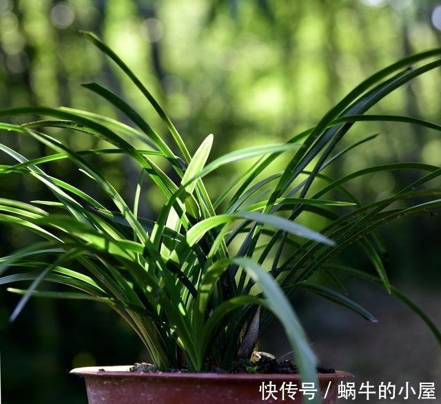  「尿素」花草施肥时，尿素加什么可以使叶子变浓绿？来了解了解吧