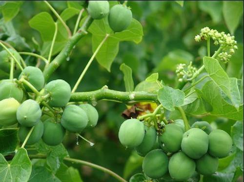  树木：农村常见的一种树木，曾经遭到人们砍伐，如今却成了“宝贝”