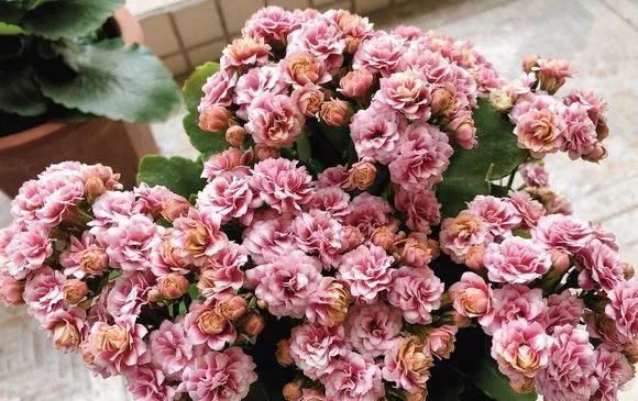  #长寿花#阳台花儿开败后，手痒剃个头，剃完就爆花，开成花球太惊艳！