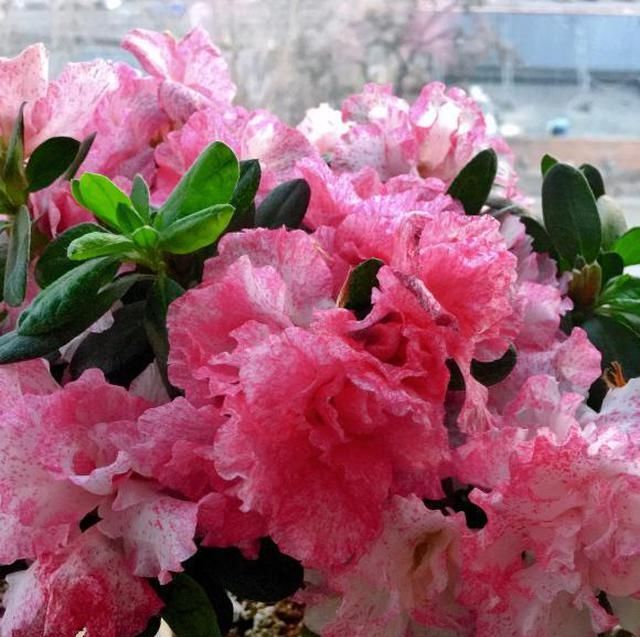  【钾肥】家庭养杜鹃开花少？因为“太饿了”，喂“磷钾肥”，促进开花
