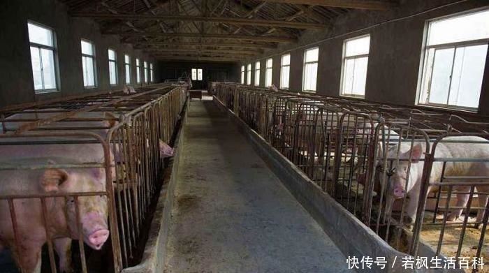  「500万」生猪养殖补贴最高500万，想领到这笔钱要养多少头生猪