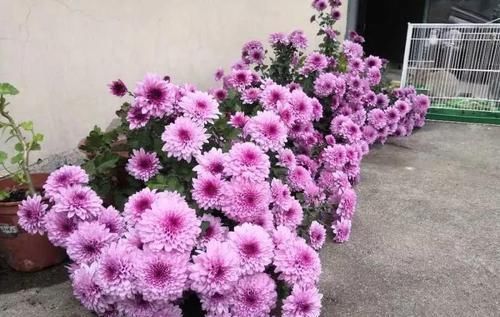  『喂喂』她在楼顶养花种菜，再喂喂鸡，日子过得悠闲又自在！