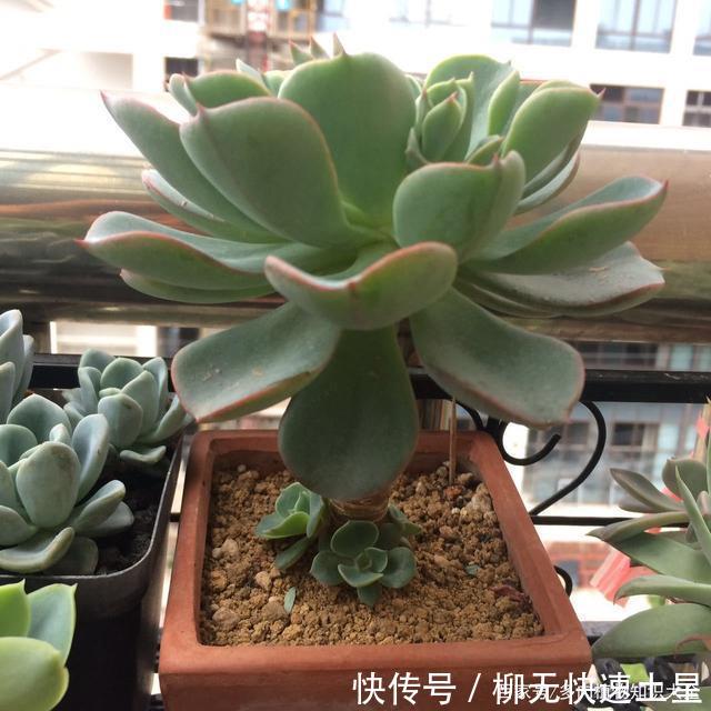  『植物』春天买的多肉植物们，花了几百块，不知道亏了吗