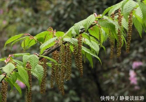  「堪称」中国最珍贵的树，全世界只此一株价值连城，堪称“国宝