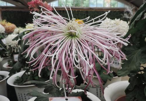  #珍稀#喜欢玫瑰，不如养“珍稀菊花”国华青阳，芊芊细手，流光溢彩