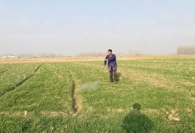  偏早|2020年立春偏早，小麦长势偏迟，早春该如何管理才能高产？