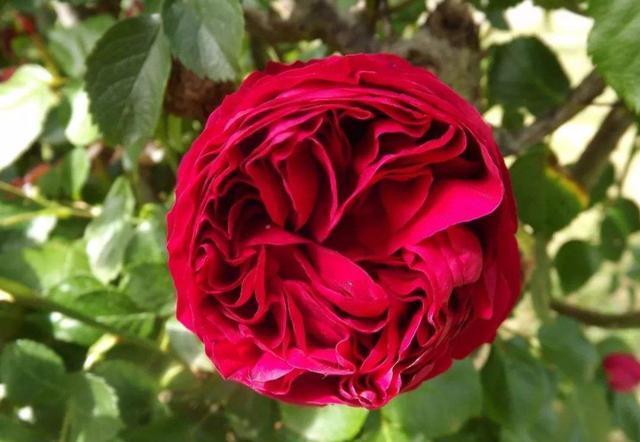 『家里』适合养在家里的3种花,花色艳丽花期长,家里养一盆,观赏价值高