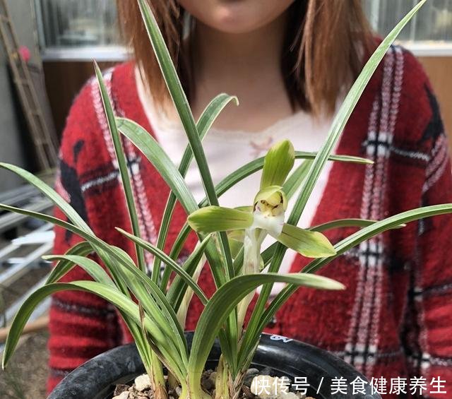  『要施肥』兰花春天分苗或者换盆后，换的新植料，多久可施肥