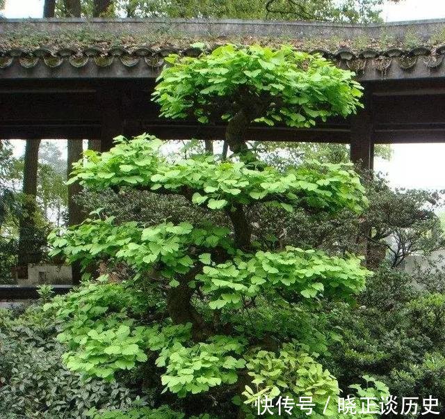 #值钱#这3种盆景可以养成传家宝,再穷也要养,越老越值钱!