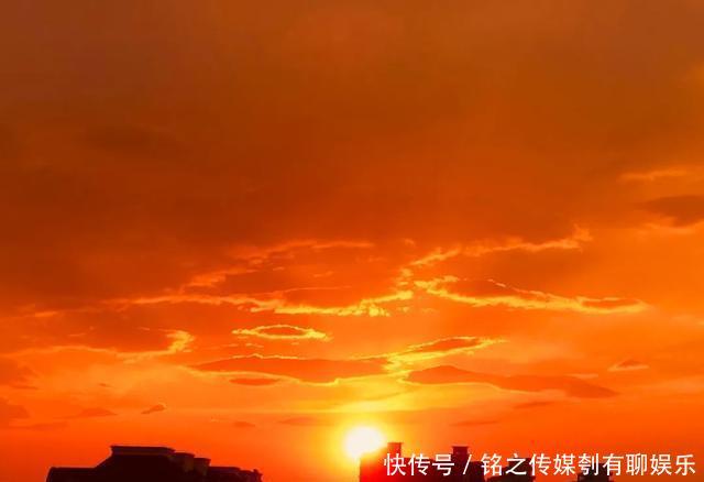  平均气温大于22℃：昨天，上海因为它登上热搜！美到窒息……