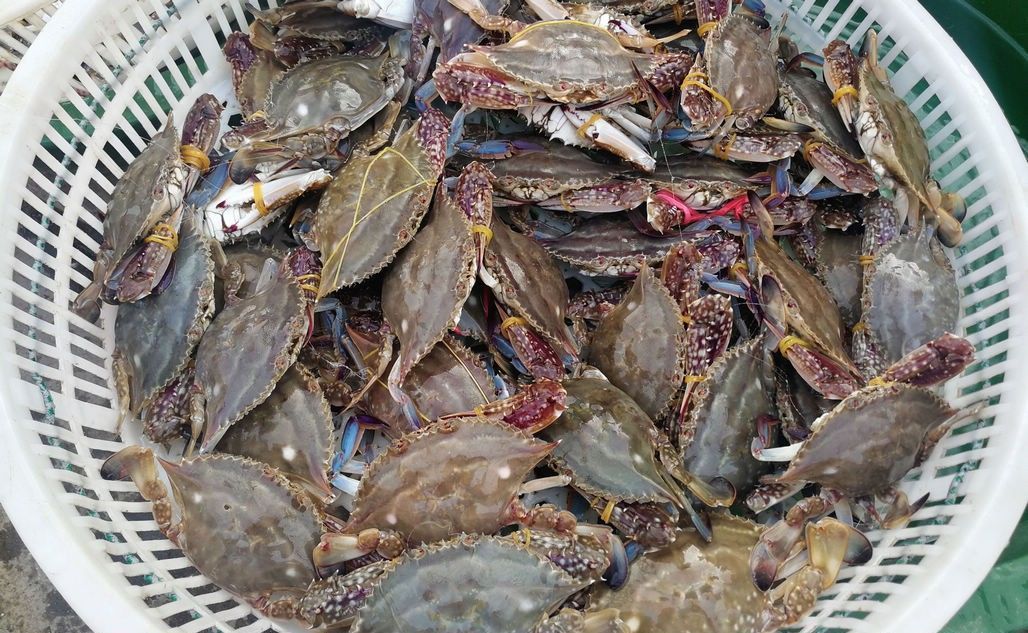梭子蟹、皮皮虾引领菜市场海鲜新潮 新鲜海鲜替代冰冻成主流
