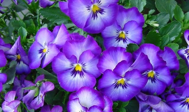  「漂亮」这1种花，比蝴蝶还漂亮的花，开花奇特很好养