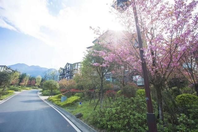  樱花@美惨了！这是洪雅的春天