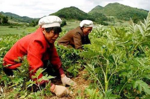  「利润」农村一种名贵中药材，一亩利润八九千，山坡荒地也能种