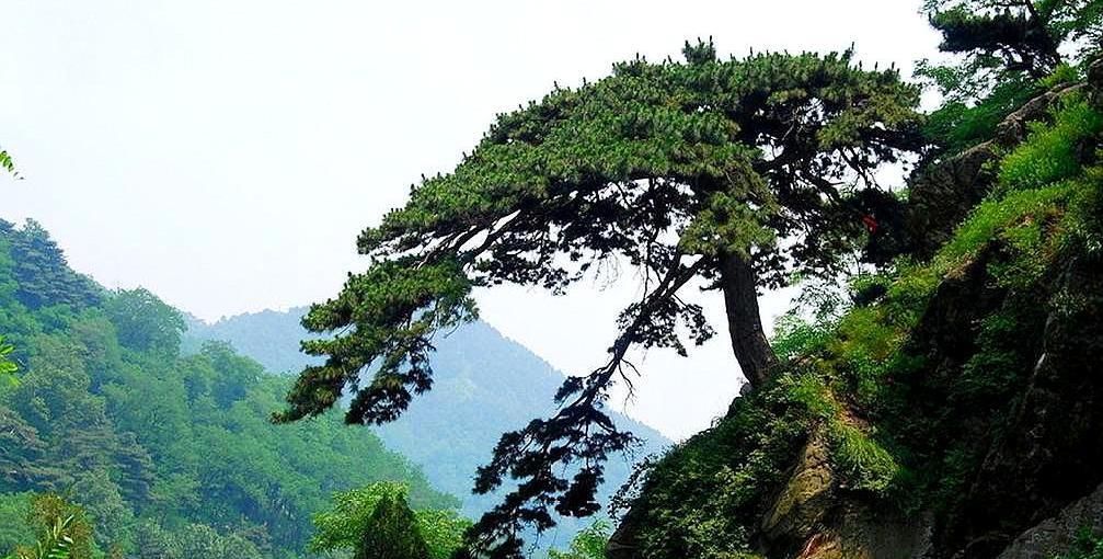 “五岳”之中，泰山海拔并非最高，缘何能成为“五岳之首”