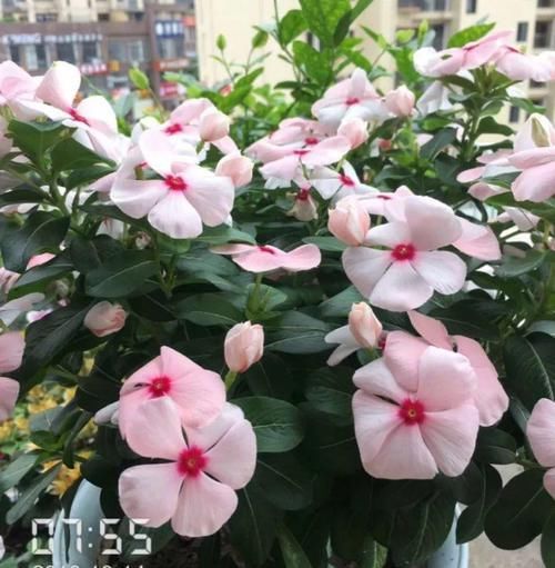  「呼呼」花期超长的6种花，颜色鲜艳又好养，天再冷也照样呼呼开！