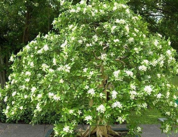  九里香|夏季最适合养的花，此花花开180天，净化空气比绿萝还厉害