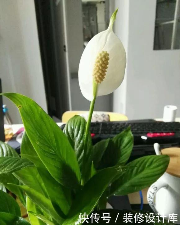 『技巧』养花技巧:一帆风顺开花小,不开花,掌握3点,花开不断养爆盆!